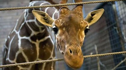 В зоопарке Дании жирафа расчленили прямо на глазах у посетителей