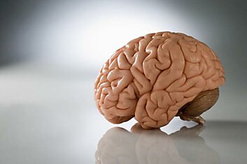 Мужской мозг больше, чем женский, примерно на 8-13%