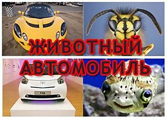 Животные автомобили! Всем смотреть :)