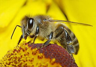 Самое болезненное место, в которое может укусить пчела — это нос