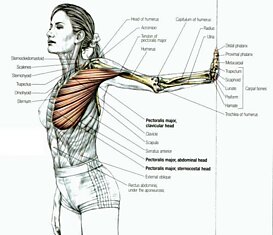 Упражнения Камиллы Волер для укрепления груди