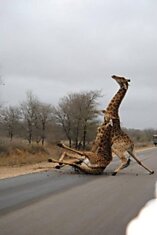 Гололед и жирафчики