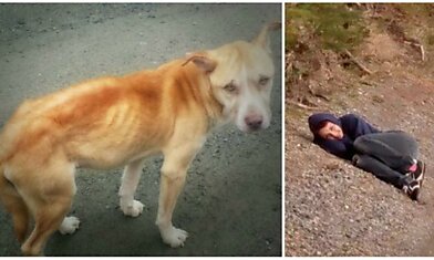 Бездомный пес боялся подходить к людям, но девушка придумала, как его спасти