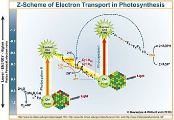 Моделирование фотосинтеза