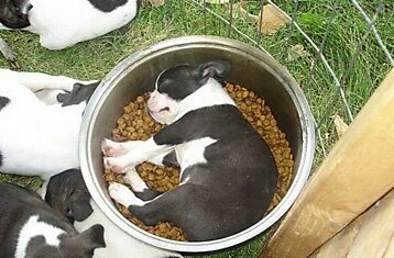 Собаки уснули во время приема пищи