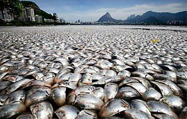 Тысячи рыб, пострадавших из-за загрязненной воды в лагуне Родриго де Фреитаса