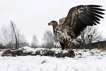 Фотограф Проник В Зону Отчуждения Чернобыльской АЭС И Увидел Невероятное