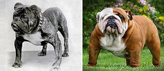 Как изменились породы собак за последние 100 лет