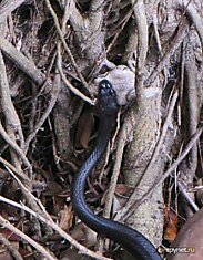 Змея VS лягушка (22 фото)