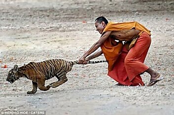 "Храм тигров" и их дружба с монахами ...