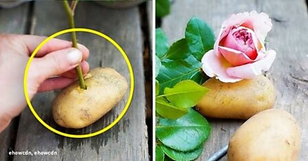 Попробуйте поместить черенок розы в картофель и вырастите красивейшие цветы