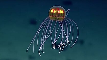 В Марианской впадине обнаружили неизвестную ранее светящуюся медузу