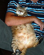Коты-толстяки