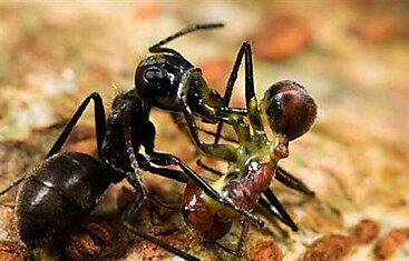 На острове Борнео водятся муравьи-камикадзе