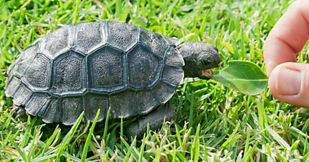 Рождения этих черепах на Галапагосе ждали целых 100 лет