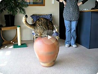 Толстый кот и ваза (2 попытки)