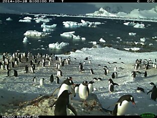 Опубликованы результаты круглосуточного наблюдения за пингвинами