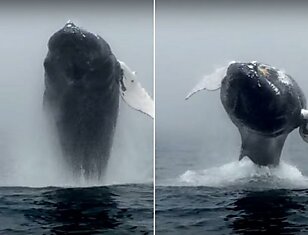 Горбатый кит показался перед туристами во всей красе