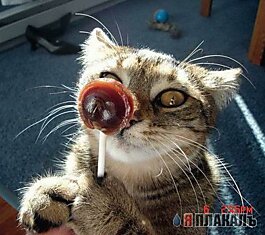 Котик тоже любит конфеты