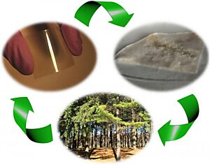 Учёные разработали способ изготовления микросхем из дерева