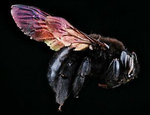 Фотографии Североамериканских пчел