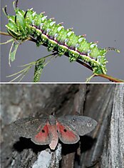 Бабочки и гусеницы. До и после превращения. Часть 2