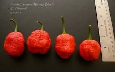 Самый острый стручковый перец в мире: Trinidad Scorpion Moruga Blend