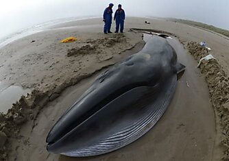 Dead Fin Whale on Cape Cod-Necropsy -Provincetown, MA (Graphic Content)