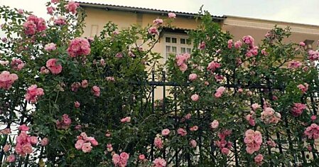 Осточертели любопытные взоры соседей, посадил розу «зефирин друэн», на участке стало уютно и безопасно