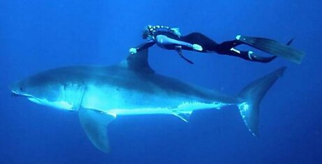 Фридайвер Ocean Ramsey проделала опасный трюк.