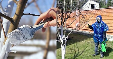 Как поступать с плодовыми деревьями весной