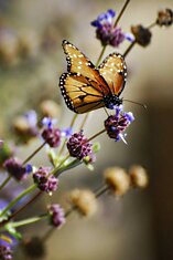 Красивые бабочки