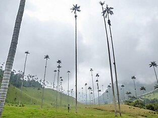 Визитная карточка Колумбии - долина уникальных пальм
