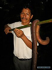Эквадорский дождевой червь в недоумении