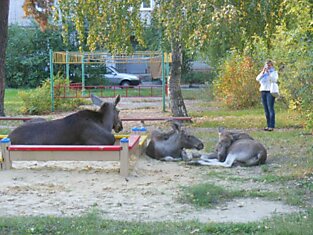 Мама с детьми на детской площадке