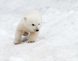 Полярный медвежонок впервые видит снег