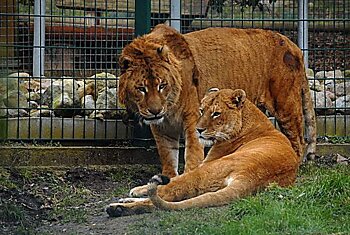 Лигр (гибрид между львом-самцом и тигрицей-самкой) является «самой большой кошкой» на планете