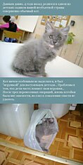 Грустная история из жизни одного кота... Со счастливым концом!
