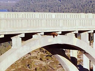 Медведь на мосту (6 фото)