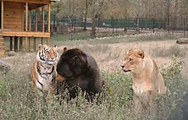 Три друга: лев, тигр и медведь (17 фото)