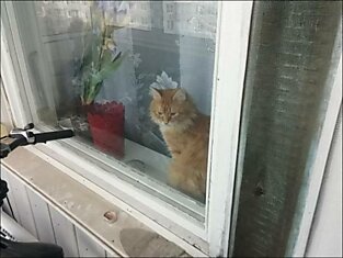 Кот запер хозяина на балконе его квартиры