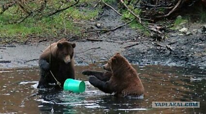 Мудведи на рыбалке