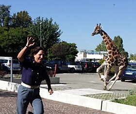 Побег жирафа из зоопарка
