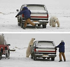 Согреемся, полярник?