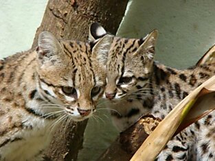Леопардовая кошка (19 фотографий)