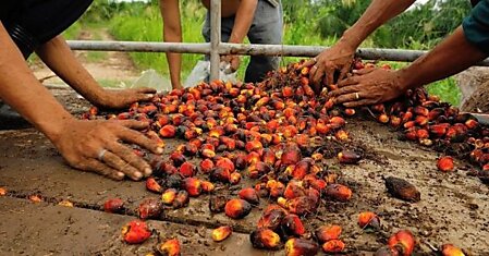 Вред пальмового масла для человека и природы