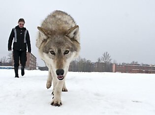 Волки в Ступино