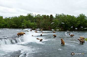 Медведи на рыбалке (17 фото)
