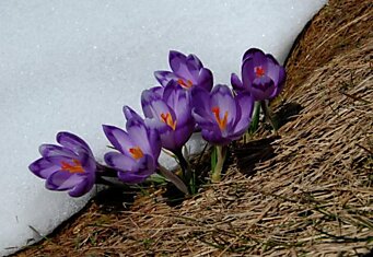 15 фотографий, в которых пробивается весна