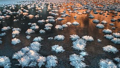 Ледяные цветы на льду